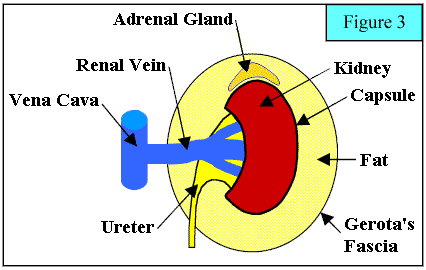 Image:KC_figure3.gif