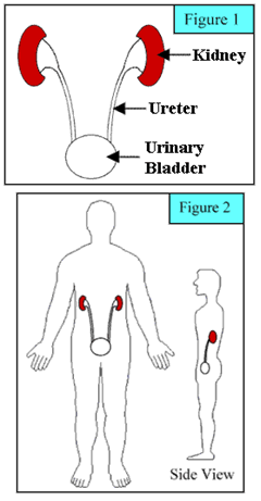 Image:KC_figure1-2.gif